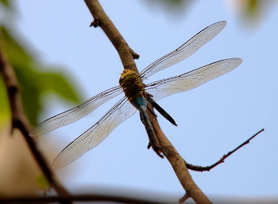 [Back view of the Common Green Darner eating the Blue Dasher. The top third of its body is green and looks like it has one eye on the top of its head. The rest of the body is light blue and much thinner than the top portion. The clear wings appear huge compared to the body. ]
